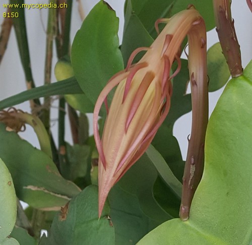 Epiphyllum - 