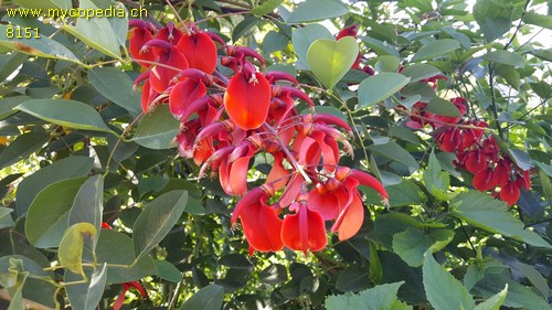 Erythrina - 