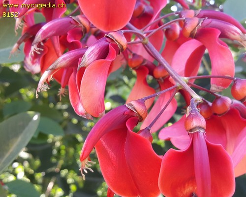 Erythrina - 