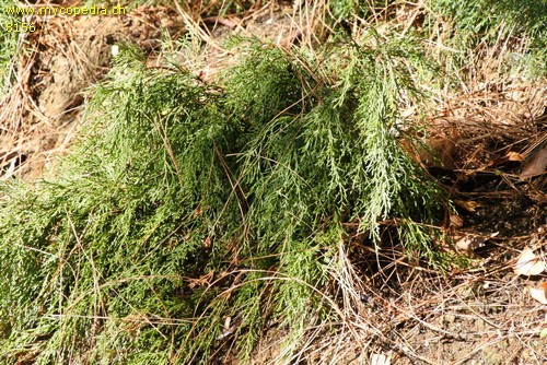 Juniperus - 