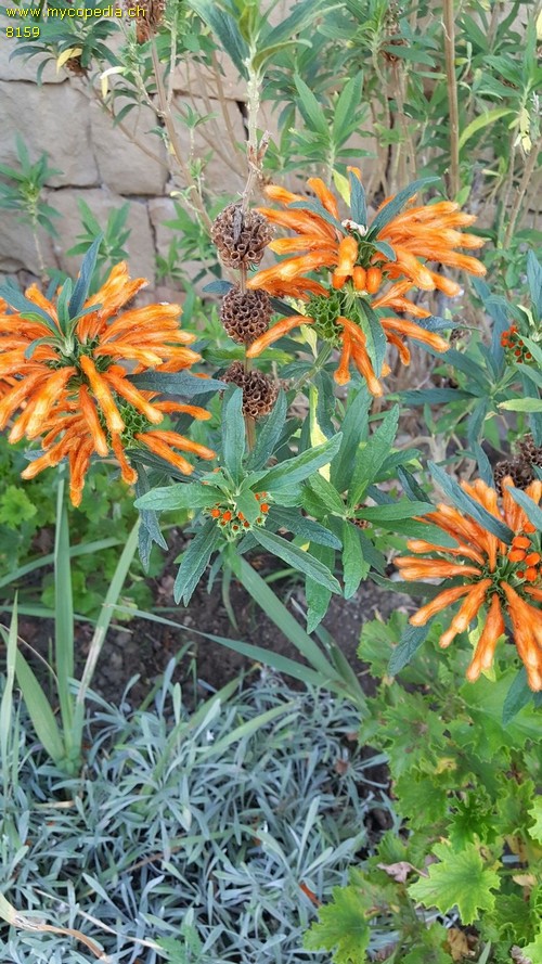 Leonotis - 