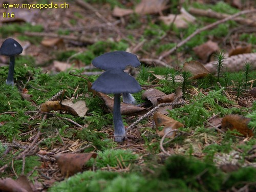 Entocybe nitida - 