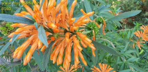 Leonotis - 