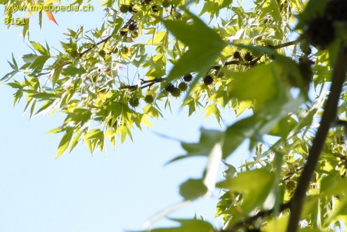 Liquidambar - 