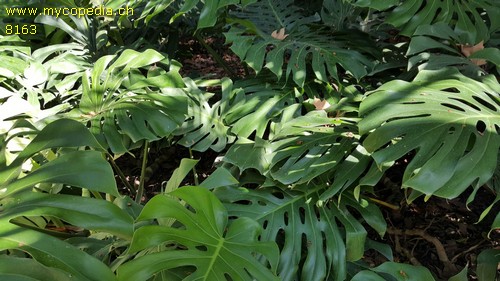 Monstera - 