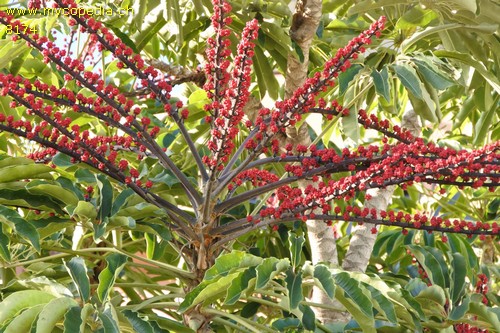 Schefflera - 