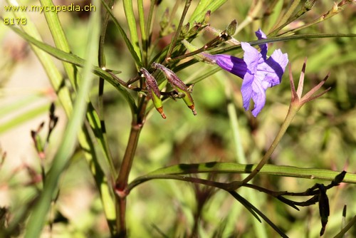 Strobilianthes - 