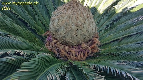 Cycas - 