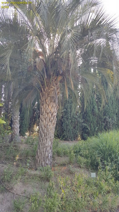 Butia - 