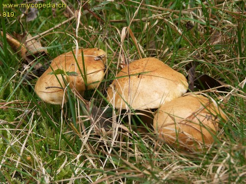 Suillus bovinus - 