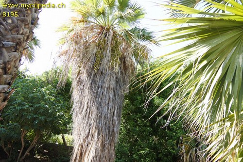 Washingtonia - 