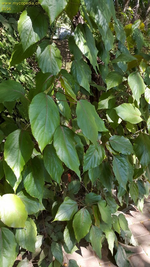 Acalypha - 