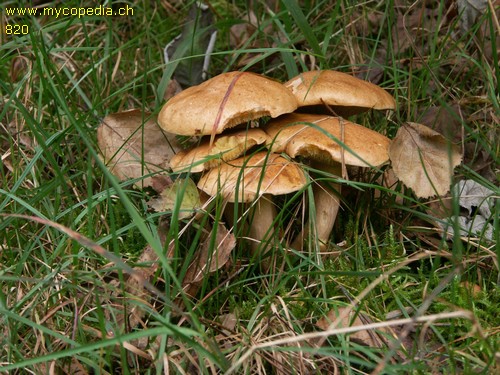 Suillus bovinus - 