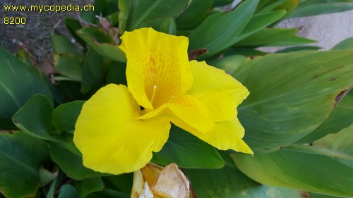 Canna - 