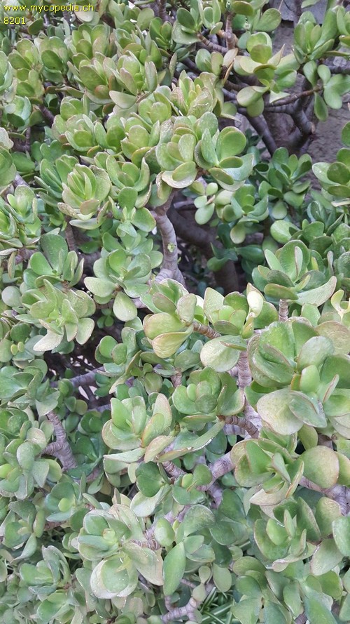 Crassula - 