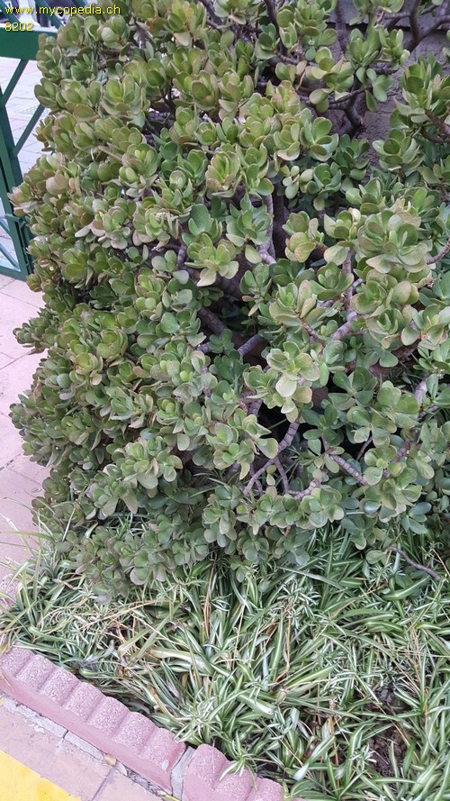 Crassula - 