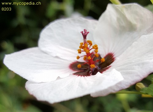 Anisodontea - 