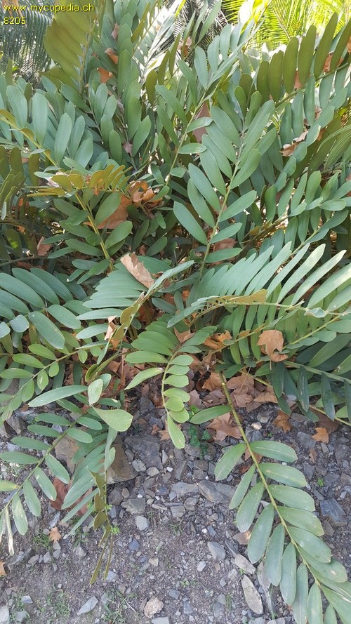 Zamia - 