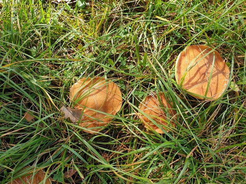 Suillus bovinus - 