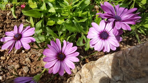 Osteospermum - 