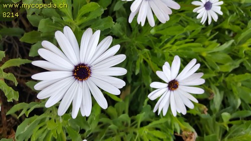 Osteospermum - 