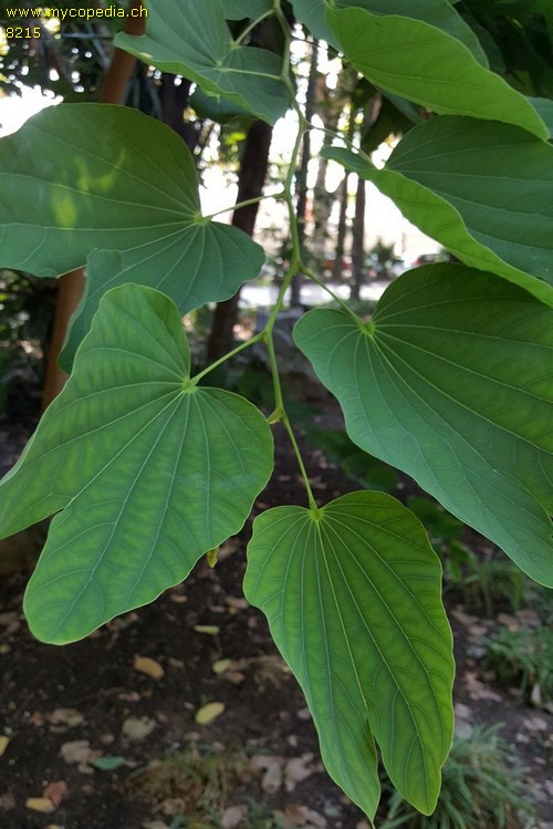 Bauhinia - 