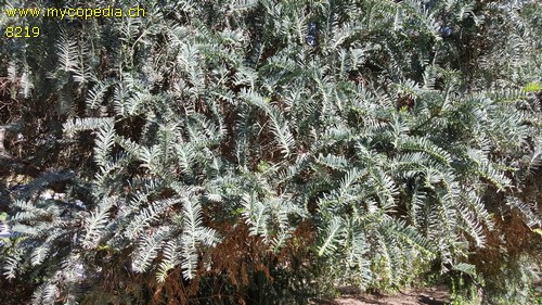 Cephalotaxus - 