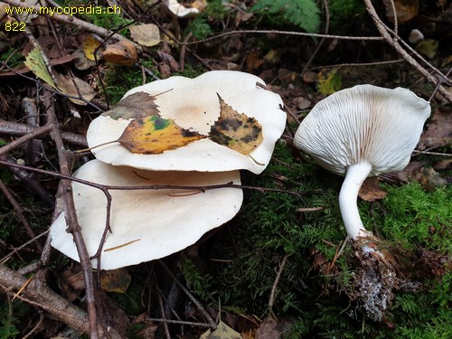 Tricholoma stiparophyllum - 