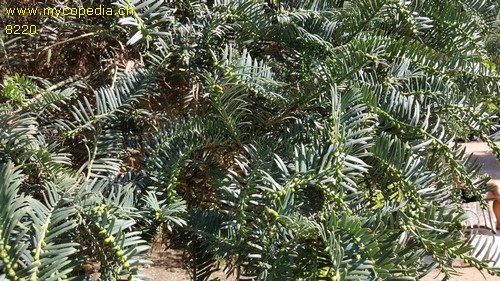 Cephalotaxus - 