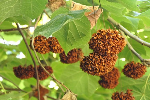 Dombeya - 
