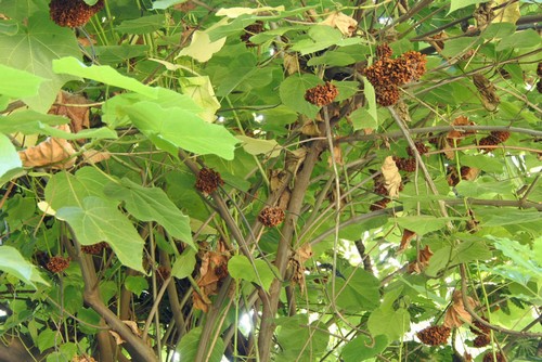 Dombeya - 