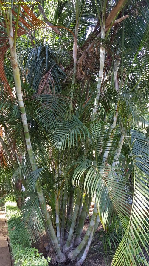 Dypsis - 