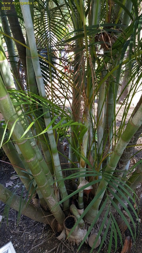 Dypsis - 