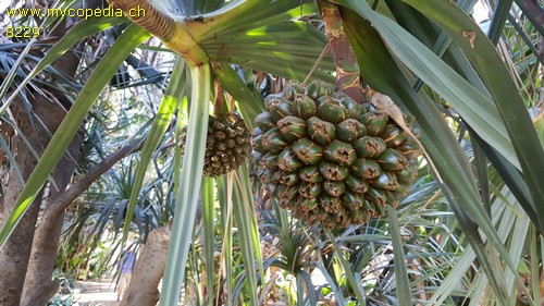 Pandanus - 