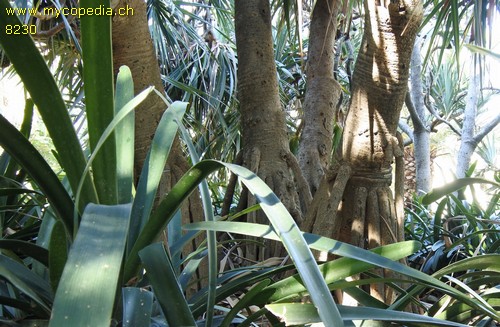 Pandanus - 