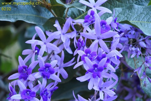 Petrea - 