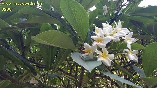 Plumeria - 