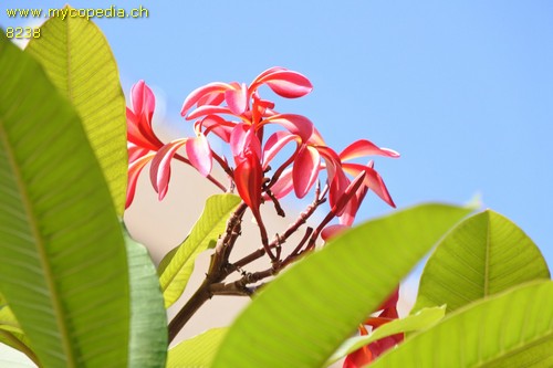 Plumeria - 