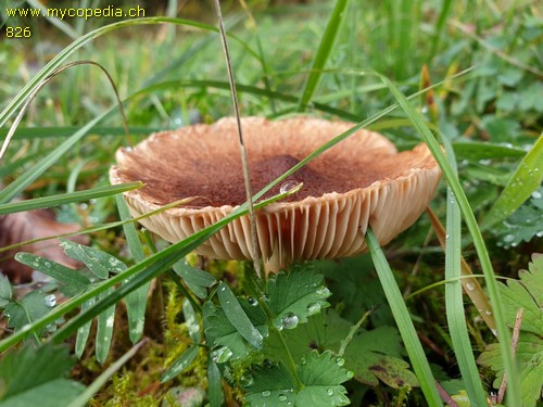 Tricholoma vaccinum - 