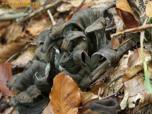 Craterellus cornucopioides - 