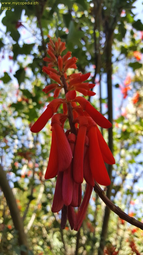 Erythrina - 