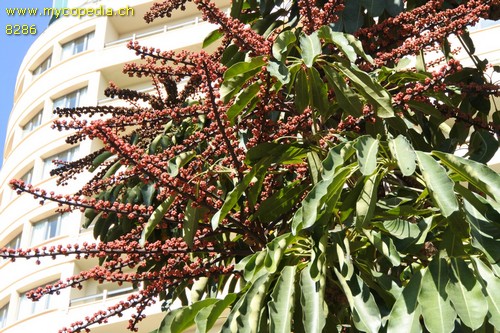 Schefflera - 