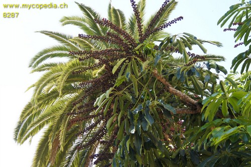 Schefflera - 