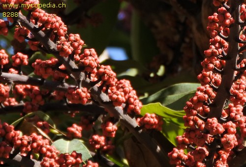 Schefflera - 