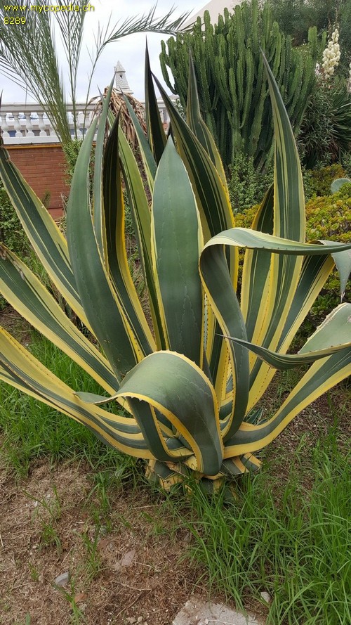 Agave - 