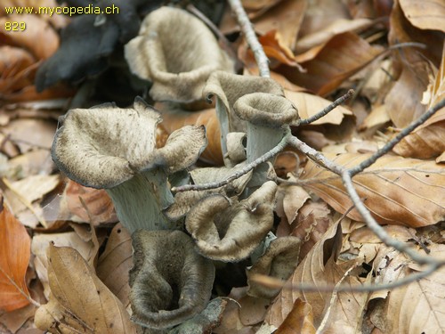 Craterellus cornucopioides - 