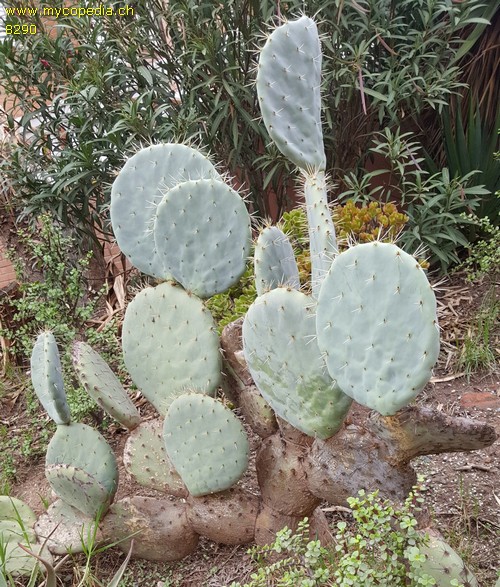 Opuntia ficus-indica - 