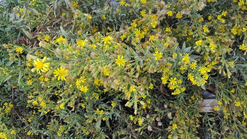 Senecio - 