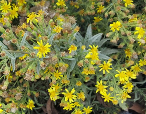 Senecio - 