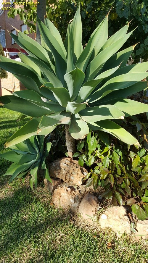 Agave - 